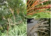 Bước tiến mới trong phát triển năng lượng sinh học