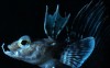 Tìm thấy chú cá “nóng” sống ở Nam cực
