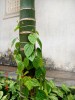 Trầu cau trong văn hoá Việt