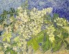 Tìm thấy 'Cành hạt dẻ nở hoa' của Van Gogh