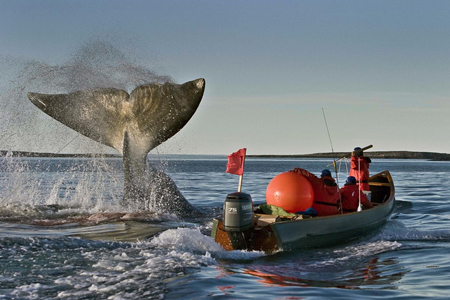 whale