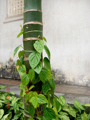 Trầu leo vào thân cau a