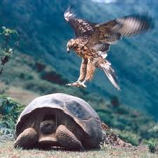 Loài rùa đá chỉ có ở Galápagos