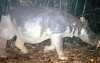 Nhiều loài khác ở Việt Nam có thể chung số phận như tê giác