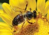 Nếu ong tuyệt chủng, cả thế giới sẽ bị đói