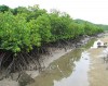 Giữ rừng ngập mặn - ứng phó với biến đổi khí hậu