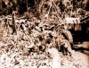 Những ca khúc về pháo binh trong chiến dịch Điện Biên Phủ