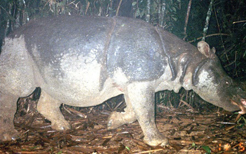 Tê giác Java cuối cùng ở Việt Nam. Ảnh: WWF.