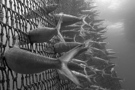 “Những chú cá mòi bị mắc lưới ở vùng biển Địa Trung Hải trong mùa thu hoạch cá”, tác giả Angel M. Fitor