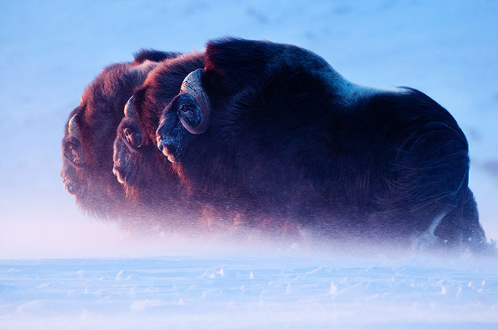 Tác phẩm đoạt giải trong hạng mục Động vật có vú của Florian Schulz : Ba con bò Muskox đang hướng về phía mặt trời lặn trong bão tuyết ở tây bắc Alaska”
